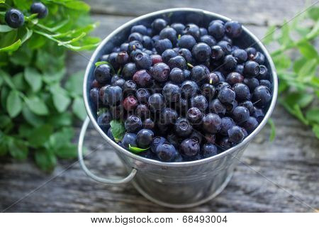 ripe blueberries
