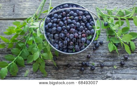 ripe blueberries