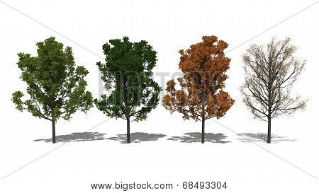 Quercus Rubra (four Seasons)