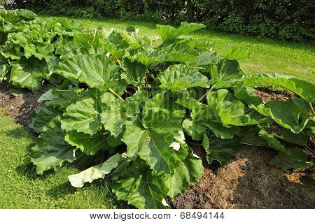 Organic Rhubarb