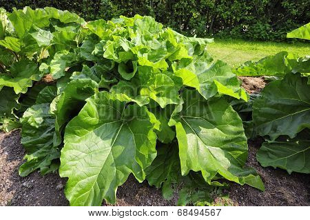 Organic Rhubarb