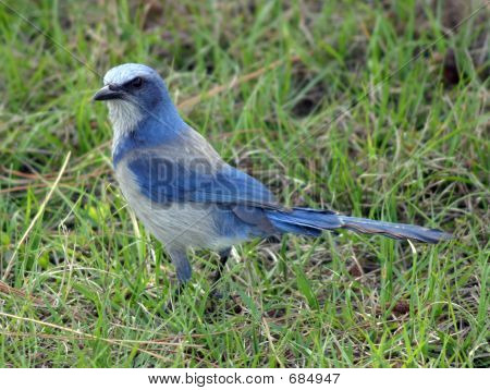 Florida Scrub Jay