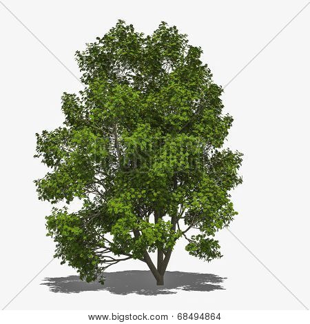 Sorbus Aucuparia (summer)