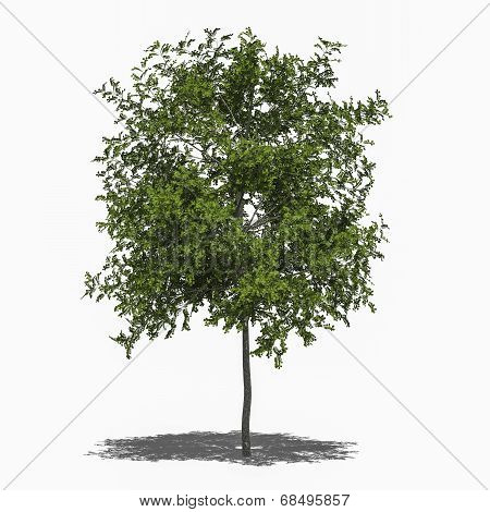 Robinia Pseudoacacia Umbraculifera (summer)