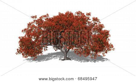 Delonix Regia (autumn)