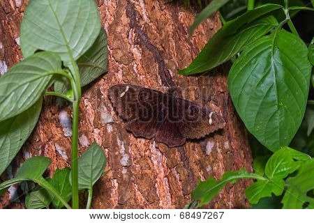 Erebus Moth