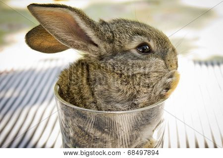 Bunny in a glass