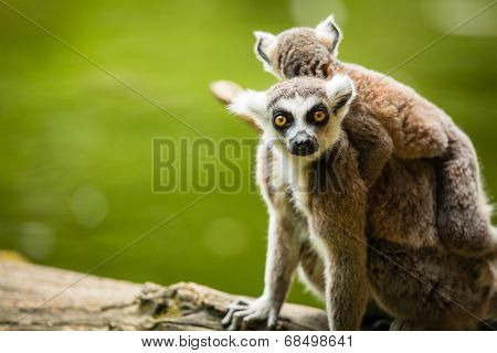 Lemur kata (Lemur catta)
