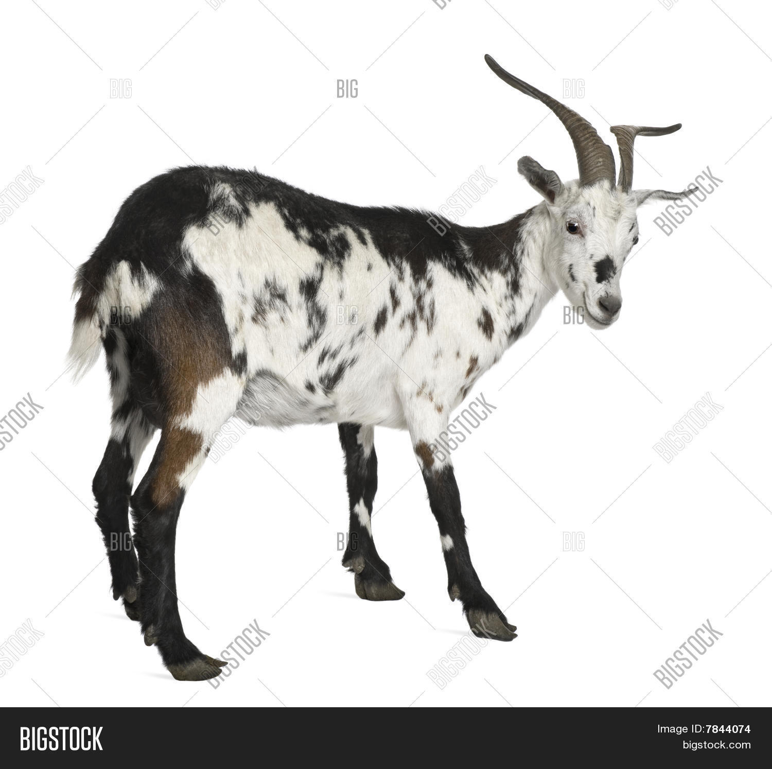 Female Rove Goat, 3 Image & Photo (Free Trial) | Bigstock