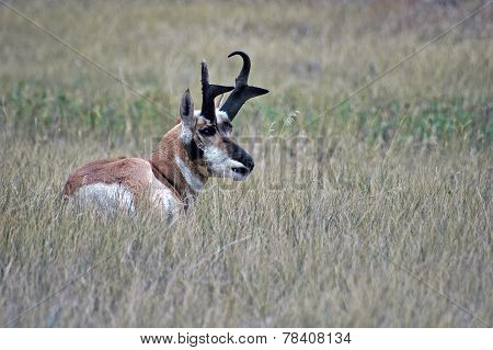 Prairie Pronghorn