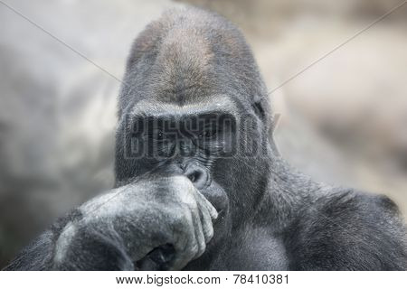 Portrait of a gorilla male, severe silverback close up.