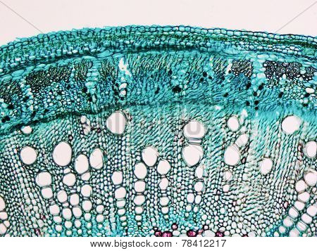 Cotton Stem Micrograph