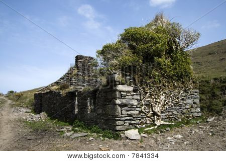 Velha abandonada casa de pedra, coberta por uma árvore ao longo do caminho de Kerry