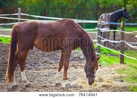 Portrait of purebred white horse