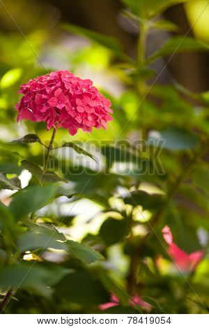 Hydrangea