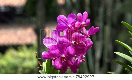 Flowers, Flowering Plants, Nature