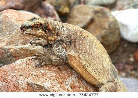 Chuckwalla (sauromalus Obesus)