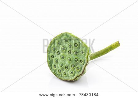 Calyx, Lotus Seeds Green.