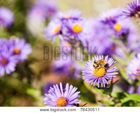 Bee closeup on purple aster flower.
