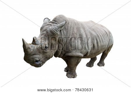Rhino on white background.