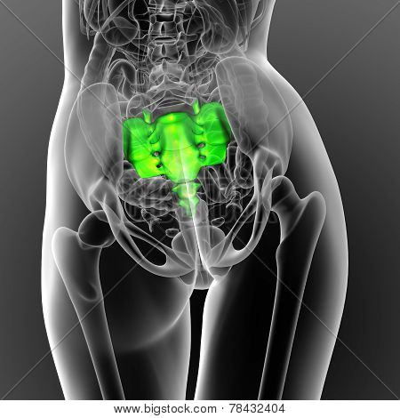 3D Render Medical Illustration Of The Sacrum Bone