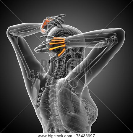 3D Render Medical Illustration Of The Metacarpal Bone