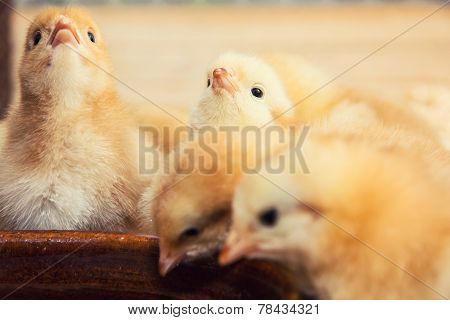 Rearing Small Yellow Chicks