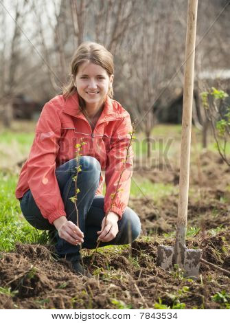 Woman Resetting  Raspberry Sprouts