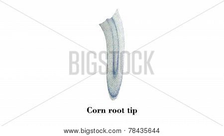 Corn Root Tip Micrograph