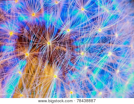 Dandelion with a beautiful blue backlight. macro
