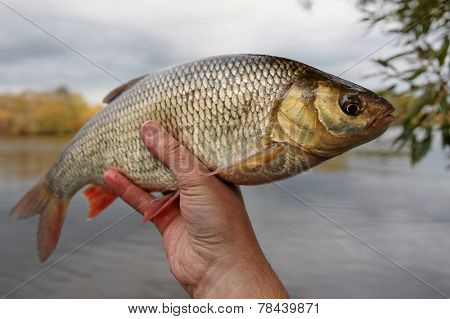 Fish in fisherman's hand, calm autumn weather