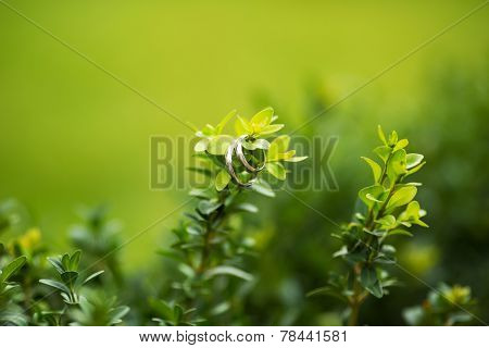 Rings On Green Stick With Leaves