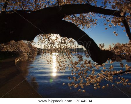 Sole e ciliegio