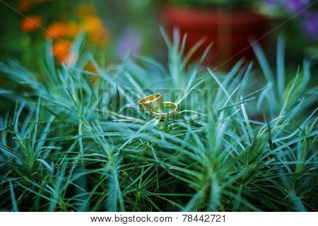 Rings On Palm Bush
