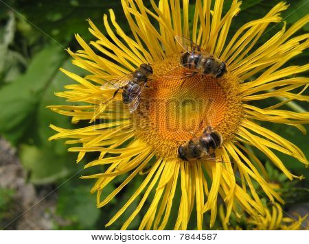 Bienen hinter Arbeit