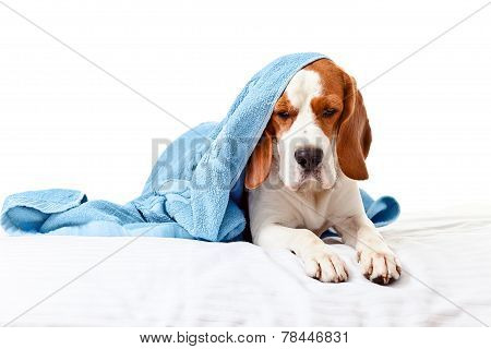 Very Much Sick Dog  On  White Background