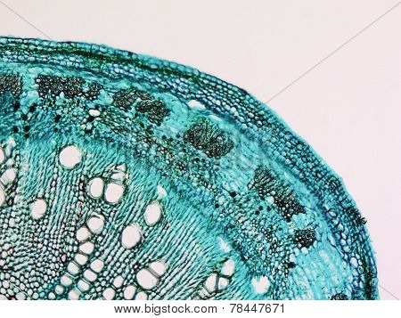 Cotton Stem Micrograph