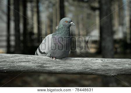 grey dove