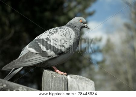 dove