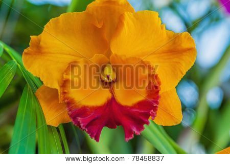 Yellow Orchid