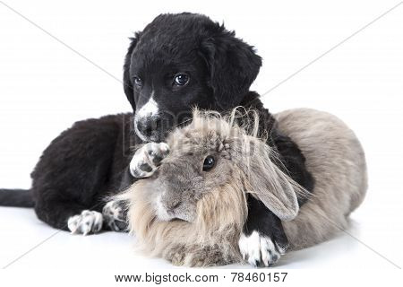 Puppy Interacting With A Rabbit Over White