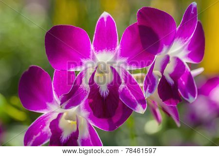 Branch Of Orchid
