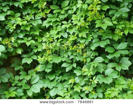 Feuilles de vigne sauvage