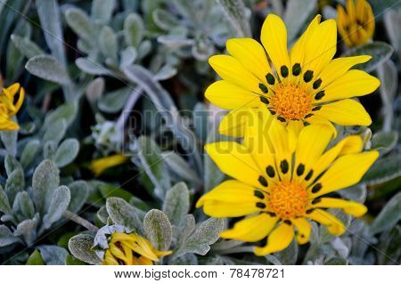 Midness of the yelow