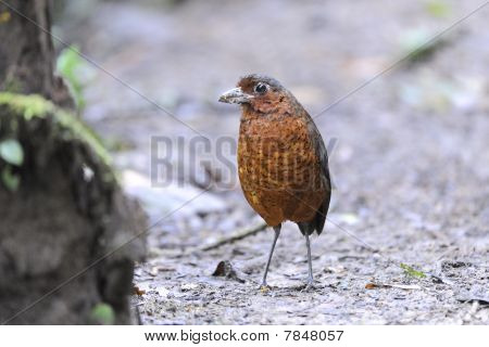 Jätte myrpitta Grallaria Gigantea
