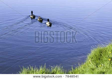 Família pato no Lago