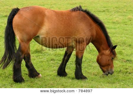 Pascolo drafthorse