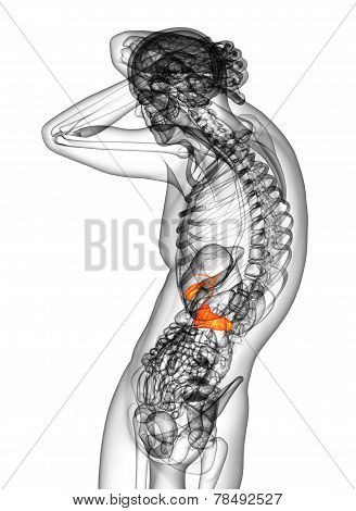 3D Render Medical Illustration Of The Gallblader And Pancrease