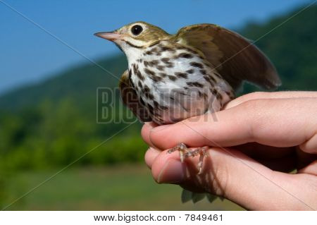 Aves passeriformes