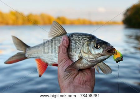 Fish in fisherman's hand
